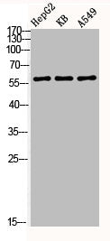 Western Blot analysis of HEPG2 KB A549 using Akt1 Polyclonal AntibodyRabbit anti-Human AKT1 Polyclonal Antibody