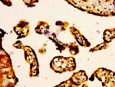 IHC image of ABCC5 Antibody diluted at 1:400 and staining in paraffin-embedded human placenta tissue performed on a Leica BondTM system. After dewaxing and hydration, antigen retrieval was mediated by high pressure in a citrate buffer (pH 6.0). Section was blocked with 10% normal goat serum 30min at RT. Then primary antibody (1% BSA) was incubated at 4°C overnight. The primary is detected by a biotinylated secondary antibody and visualized using an HRP conjugated SP system.