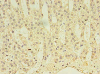 Immunohistochemistry of paraffin-embedded human adrenal gland tissue using the antibody at dilution of 1:100
