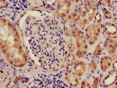Immunohistochemistry of paraffin-embedded human kidney tissue using ILF2 Antibody at dilution of 1:100Rabbit anti-Human ILF2 Polyclonal Antibody