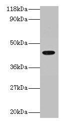 Western blot  | All lanes: ILF2 antibody at 2µg/ml + 293T whole cell lysate  | Secondary  | Goat polyclonal to rabbit IgG at 1/15000 dilution  | Predicted band size: 44 kDa  | Observed band size: 44 kDaRabbit anti-Human ILF2 Polyclonal Antibody
