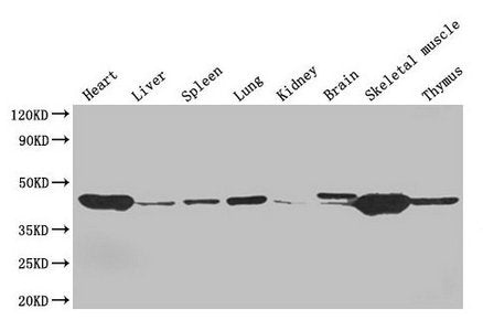 Western Blot  | Positive WB detected in: Mouse heart tissue, Mouse liver tissue, Mouse spleen tissue, Mouse lung tissue, Mouse kidney tissue, Mouse brain tissue, Mouse skeletal muscle tissue, Mouse thymus tissue  | All lanes: ACTA1 antibody at 4µg/ml  | Secondary  | Goat polyclonal to rabbit IgG at 1/50000 dilution  | Predicted band size: 43 kDa  | Observed band size: 43 kDa