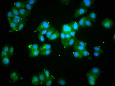 Immunofluorescence staining of HepG2 cells with ACTA1 Antibody at 1:133, counter-stained with DAPI. The cells were fixed in 4% formaldehyde, permeabilized using 0.2% Triton X-100 and blocked in 10% normal Goat Serum. The cells were then incubated with the antibody overnight at 4°C. The secondary antibody was Alexa Fluor 488-congugated AffiniPure Goat Anti-Rabbit IgG(H+L).