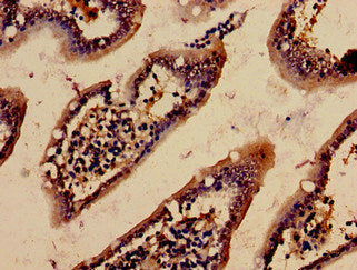 Immunohistochemistry analysis of human small intestine tissue using the antibody at dilution of 1:100