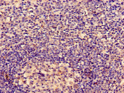 Immunohistochemistry analysis of human tonsil tissue using ACTB Antibody at dilution of 1:100