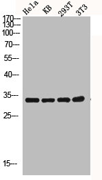 Western blot analysis of Hela KB 293T 3T3 lysis using Caspase-3 antibody.