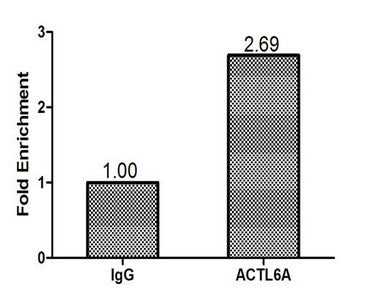 Chromatin Immunoprecipitation MCF-7 (1.1*106) were cross-linked with formaldehyde, sonicated, and immunoprecipitated with 4μg anti-ACTL6A or a control normal rabbit IgG. The resulting ChIP DNA was quantified using real-time PCR with primers (the antibody against the TFF1 promoter.