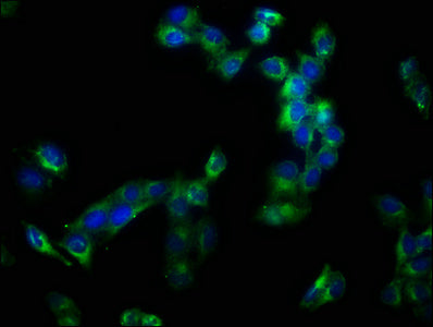 Immunofluorescence staining of Hela cells with the antibody at 1:133, counter-stained with DAPI. The cells were fixed in 4% formaldehyde, permeabilized using 0.2% Triton X-100 and blocked in 10% normal Goat Serum. The cells were then incubated with the antibody overnight at 4°C. The secondary antibody was Alexa Fluor 488-congugated AffiniPure Goat Anti-Rabbit IgG(H+L).