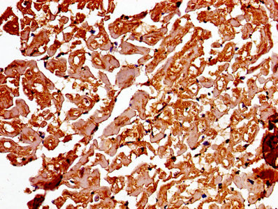 Immunohistochemistry of paraffin-embedded human heart tissue using the antibody at dilution of 1:100
