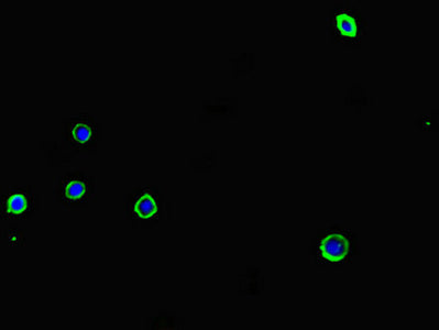 Immunofluorescent analysis of MCF-7 cells using ADORA2A Antibody at dilution of 1:100 and Alexa Fluor 488-congugated AffiniPure Goat Anti-Rabbit IgG(H+L)Rabbit anti-Human ADORA2A Polyclonal Antibody