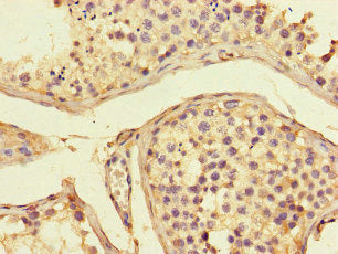 Immunohistochemistry of paraffin-embedded human testis tissue using the antibody at dilution of 1:100