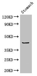Western Blot | Positive WB detected in: Mouse stomach tissue | All lanes: ADRM1 antibody at 2.7μg/ml | Secondary | Goat polyclonal to rabbit IgG at 1/50000 dilution | Predicted band size: 43 kDa | Observed band size: 43 kDa