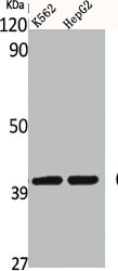 Western Blot analysis of K562 HepG2 cells using CD34 Polyclonal AntibodyRabbit anti-Human CD34 Polyclonal Antibody