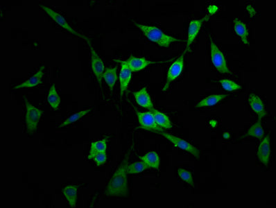 Immunofluorescence staining of NIH/3T3 cells with AGPS Antibody at 1:166, counter-stained with DAPI. The cells were fixed in 4% formaldehyde, permeabilized using 0.2% Triton X-100 and blocked in 10% normal Goat Serum. The cells were then incubated with the antibody overnight at 4°C. The secondary antibody was Alexa Fluor 488-congugated AffiniPure Goat Anti-Rabbit IgG(H+L).Rabbit anti-Human AGPS Polyclonal Antibody