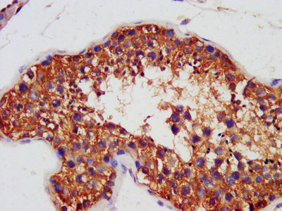 IHC image of AIFM1 Antibody diluted at 1:1400 and staining in paraffin-embedded human testis tissue performed on a Leica BondTM system. After dewaxing and hydration, antigen retrieval was mediated by high pressure in a citrate buffer (pH 6.0). Section was blocked with 10% normal goat serum 30min at RT. Then primary antibody (1% BSA) was incubated at 4°C overnight. The primary is detected by a biotinylated secondary antibody and visualized using an HRP conjugated SP system.Rabbit anti-Human AIFM1 Polyclonal Antibody