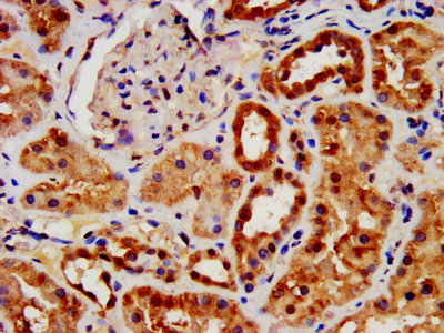 IHC image of AIFM1 Antibody diluted at 1:1400 and staining in paraffin-embedded human kidney tissue performed on a Leica BondTM system. After dewaxing and hydration, antigen retrieval was mediated by high pressure in a citrate buffer (pH 6.0). Section was blocked with 10% normal goat serum 30min at RT. Then primary antibody (1% BSA) was incubated at 4°C overnight. The primary is detected by a biotinylated secondary antibody and visualized using an HRP conjugated SP system.Rabbit anti-Human AIFM1 Polyclonal Antibody