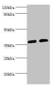 Western blot  | All lanes: AKR1C3 antibody at 8µg/ml  | Lane 1: K562 whole cell lysate  | Lane 2: Hela whole cell lysate  | Secondary  | Goat polyclonal to rabbit IgG at 1/10000 dilution  | Predicted band size: 37, 24 kDa  | Observed band size: 37 kDaRabbit anti-Human AKR1C3 Polyclonal Antibody