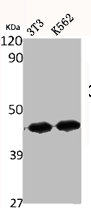 Western Blot analysis of NIH-3T3 K562 cells using ChemR23 Polyclonal AntibodyRabbit anti-Human CMKLR1 Polyclonal Antibody