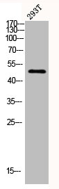 Western blot analysis of 293T lysis using ChemR23 antibody.Rabbit anti-Human CMKLR1 Polyclonal Antibody