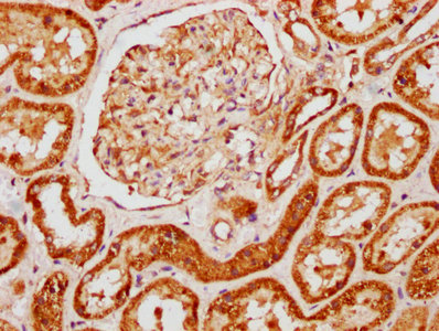 IHC image of AMOT Antibody diluted at 1:121 and staining in paraffin-embedded human kidney tissue performed on a Leica BondTM system. After dewaxing and hydration, antigen retrieval was mediated by high pressure in a citrate buffer (pH 6.0). Section was blocked with 10% normal goat serum 30min at RT. Then primary antibody (1% BSA) was incubated at 4°C overnight. The primary is detected by a biotinylated secondary antibody and visualized using an HRP conjugated SP system.Rabbit anti-Human AMOT Polyclonal Antibody