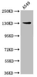 Western Blot | Positive WB detected in: A549 whole cell lysate | All lanes: AMOT antibody at 1.21μg/ml | Secondary | Goat polyclonal to rabbit IgG at 1/50000 dilution | Predicted band size: 119 kDa | Observed band size: 130 kDaRabbit anti-Human AMOT Polyclonal Antibody