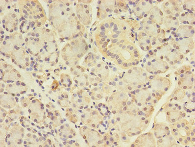 Immunohistochemistry of paraffin-embedded human pancreatic tissue using ANGPTL7 Antibody at dilution of 1:100Rabbit anti-Human ANGPTL7 Polyclonal Antibody