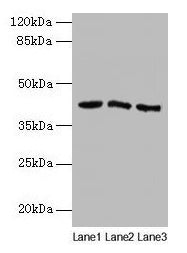 Western blot  | All lanes: ANGPTL7 antibody at 2µg/ml  | Lane 1: MCF-7 whole cell lysate  | Lane 2: Colo320 whole cell lysate  | Lane 3: HepG2 whole cell lysate  | Secondary  | Goat polyclonal to rabbit IgG at 1/10000 dilution  | Predicted band size: 41 kDa  | Observed band size: 41 kDaRabbit anti-Human ANGPTL7 Polyclonal Antibody