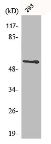 Western Blot analysis of 293 cells using CLK1 Polyclonal AntibodyRabbit anti-Human CLK1 Polyclonal Antibody