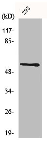 Western Blot analysis of 293 cells using CLK1 Polyclonal AntibodyRabbit anti-Human CLK1 Polyclonal Antibody