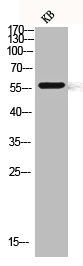 Western blot analysis of KB lysis using CLK1 antibody.Rabbit anti-Human CLK1 Polyclonal Antibody