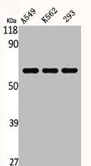Western Blot analysis of A549 K562 293 cells using c-Src Polyclonal AntibodyRabbit anti-Human SRC Polyclonal Antibody