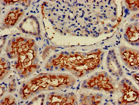 Immunohistochemistry of paraffin-embedded human kidney tissue using ANPEP Antibody at dilution of 1:100Rabbit anti-Human ANPEP Polyclonal Antibody
