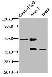 Immunoprecipitating Anxa1 in NIH/3T3 whole cell lysate  | Lane 1: Rabbit control IgG instead of Anxa1 Antibody in NIH/3T3 whole cell lysate. For western blotting, a HRP-conjugated Protein G antibody was used as the secondary antibody (1/2000)  | Lane 2: Anxa1 Antibody (8µg) + NIH/3T3 whole cell lysate (500µg)  | Lane 3: NIH/3T3 whole cell lysate (20µg)Rabbit anti-Mus musculus (Mouse) Anxa1 Polyclonal Antibody