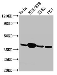 Western Blot  | Positive WB detected in: Hela whole cell lysate, NIH/3T3 whole cell lysate, K562 whole cell lysate, PC-3 whole cell lysate  | All lanes: Anxa1 antibody at 2.9µg/ml  | Secondary  | Goat polyclonal to rabbit IgG at 1/50000 dilution  | Predicted band size: 39 kDa  | Observed band size: 39 kDaRabbit anti-Mus musculus (Mouse) Anxa1 Polyclonal Antibody