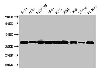 Western Blot  | Positive WB detected in: Hela whole cell lysate, K562 whole cell lysate, NIH/3T3 whole cell lysate, A549 whole cell lysate, PC-3 whole cell lysate, U251 whole cell lysate, Mouse lung tissue, Mouse liver tissue, Mouse kidney tissue  | All lanes: ANXA2 antibody at 3µg/ml  | Secondary  | Goat polyclonal to rabbit IgG at 1/50000 dilution  | Predicted band size: 39, 41 kDa  | Observed band size: 39 kDaRabbit anti-Human ANXA2 Polyclonal Antibody