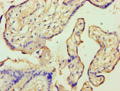 Immunohistochemistry of paraffin-embedded human placenta tissue using the antibody at dilution of 1:100Rabbit anti-Human ANXA9 Polyclonal Antibody