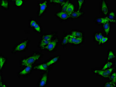 Immunofluorescent analysis of Hela cells using APEH Antibody at dilution of 1:100 and Alexa Fluor 488-congugated AffiniPure Goat Anti-Rabbit IgG(H+L)Rabbit anti-Human APEH Polyclonal Antibody
