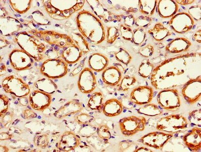 Immunohistochemistry of paraffin-embedded human kidney tissue using the antibody at dilution of 1:100Rabbit anti-Human APEH Polyclonal Antibody
