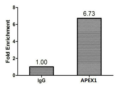 Chromatin Immunoprecipitation MCF-7 (1.1*106) were cross-linked with formaldehyde, sonicated, and immunoprecipitated with 4µg anti-APEX1 or a control normal rabbit IgG. The resulting ChIP DNA was quantified using real-time PCR with primers (the antibody against the MDR1 promoter.Rabbit anti-Human APEX1 Polyclonal Antibody