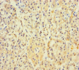 Immunohistochemistry of paraffin-embedded human pancreatic tissue using the antibody at dilution of 1:100