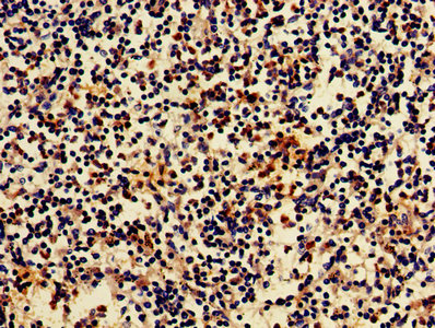 IHC image of ARRB2 Antibody diluted at 1:700 and staining in paraffin-embedded human spleen tissue performed on a Leica BondTM system. After dewaxing and hydration, antigen retrieval was mediated by high pressure in a citrate buffer (pH 6.0). Section was blocked with 10% normal goat serum 30min at RT. Then primary antibody (1% BSA) was incubated at 4°C overnight. The primary is detected by a biotinylated secondary antibody and visualized using an HRP conjugated SP system.Rabbit anti-Human ARRB2 Polyclonal Antibody