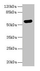 Western blot  | All lanes: ARSG antibody at 8µg/ml + Hela whole cell lysate  | Secondary  | Goat polyclonal to rabbit IgG at 1/10000 dilution  | Predicted band size: 58 kDa  | Observed band size: 58 kDaRabbit anti-Human ARSG Polyclonal Antibody