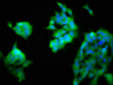 Immunofluorescence staining of 293 cells with ASAH2 Antibody at 1:200, counter-stained with DAPI. The cells were fixed in 4% formaldehyde, permeabilized using 0.2% Triton X-100 and blocked in 10% normal Goat Serum. The cells were then incubated with the antibody overnight at 4°C. The secondary antibody was Alexa Fluor 488-congugated AffiniPure Goat Anti-Rabbit IgG(H+L).Rabbit anti-Human ASAH2 Polyclonal Antibody
