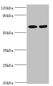 Western blot | All lanes: N-acetylserotonin O-methyltransferase-like protein antibody at 2μg/ml | Lane 1: Hela whole cell lysate | Lane 2: A549 whole cell lysate | Secondary | Goat polyclonal to rabbit IgG at 1/10000 dilution | Predicted band size: 69, 68, 63 kDa | Observed band size: 69 kDaRabbit anti-Human ASMTL Polyclonal Antibody