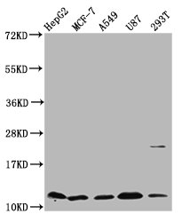 Western Blot  | Positive WB detected in: HepG2 whole cell lysate, MCF-7 whole cell lysate, A549 whole cell lysate, U87 whole cell lysate, 293T whole cell lysate  | All lanes: CSTB antibody at 5.36µg/ml  | Secondary  | Goat polyclonal to rabbit IgG at 1/50000 dilution  | Predicted band size: 12 kDa  | Observed band size: 12 kDaRabbit anti-Human CSTB Polyclonal Antibody
