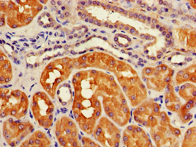 IHC image of ATG3 Antibody diluted at 1:1200 and staining in paraffin-embedded human kidney tissue performed on a Leica BondTM system. After dewaxing and hydration, antigen retrieval was mediated by high pressure in a citrate buffer (pH 6.0). Section was blocked with 10% normal goat serum 30min at RT. Then primary antibody (1% BSA) was incubated at 4°C overnight. The primary is detected by a biotinylated secondary antibody and visualized using an HRP conjugated SP system.Rabbit anti-Human ATG3 Polyclonal Antibody