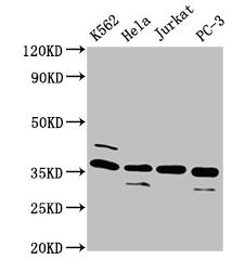 Western Blot  | Positive WB detected in: K562 whole cell lysate, Hela whole cell lysate, Jurkat whole cell lysate, PC-3 whole cell lysate  | All lanes: ATG3 antibody at 4µg/ml  | Secondary  | Goat polyclonal to rabbit IgG at 1/50000 dilution  | Predicted band size: 36 kDa  | Observed band size: 36 kDa