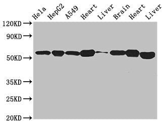 Western Blot  | Positive WB detected in: Hela whole cell lysate, HepG2 whole cell lysate, A549 whole cell lysate, Mouse heart tissue, Mouse liver tissue, Mouse brain tissue, Rat heart tissue, Rat liver tissue  | All lanes: ATP5B antibody at 2.7µg/ml  | Secondary  | Goat polyclonal to rabbit IgG at 1/50000 dilution  | Predicted band size: 57 kDa  | Observed band size: 57 kDa