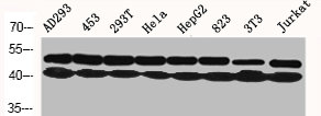 Western Blot analysis of AD293 453 293T HELA HepG2 823 NIH-3T3 Jurkat cells using ERK 1/2 Polyclonal Antibody