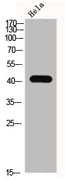 Western Blot analysis of HELA using ERK 1/2 Polyclonal Antibody.